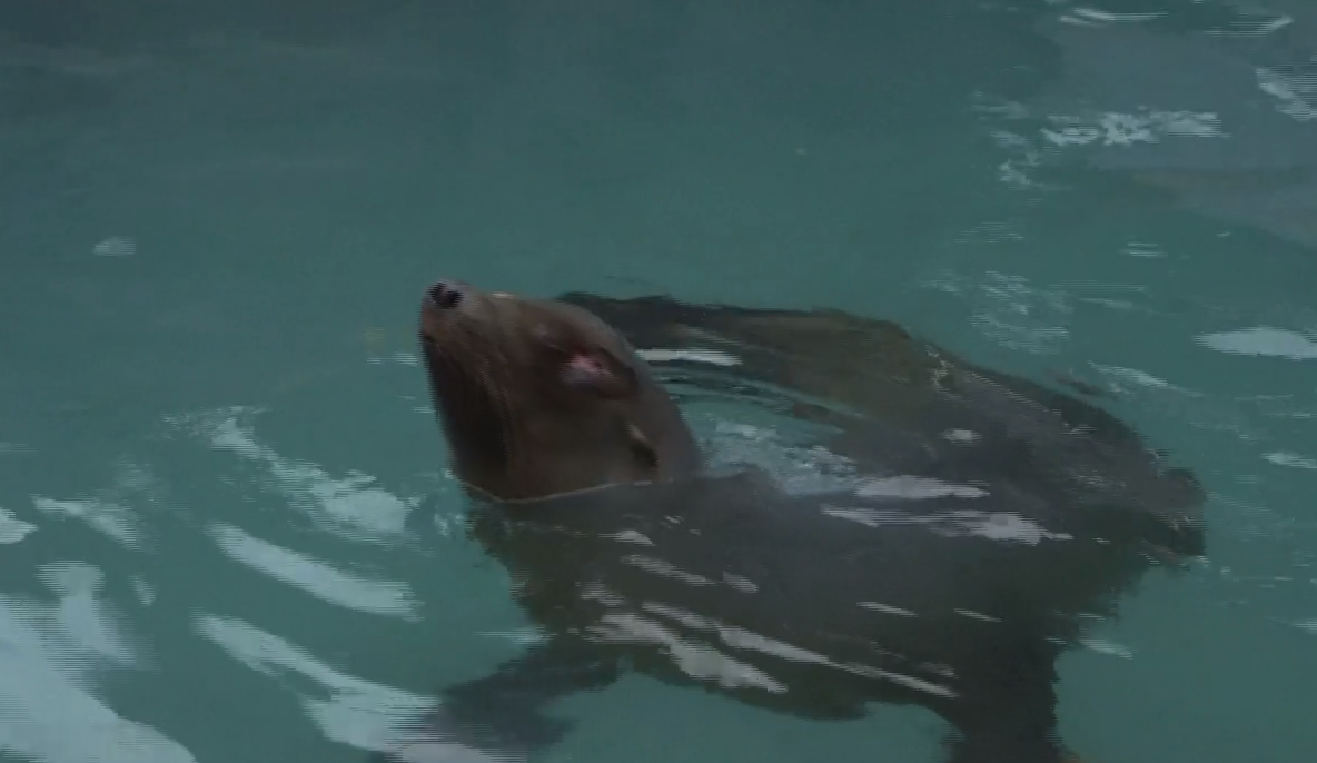 sea lion shot